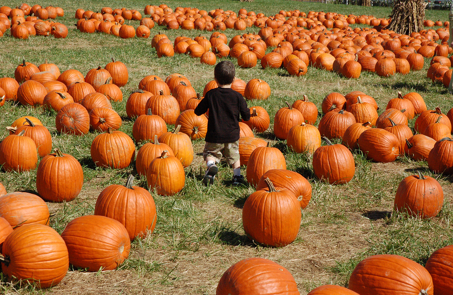 Boy In A Sea Of Pumpkins