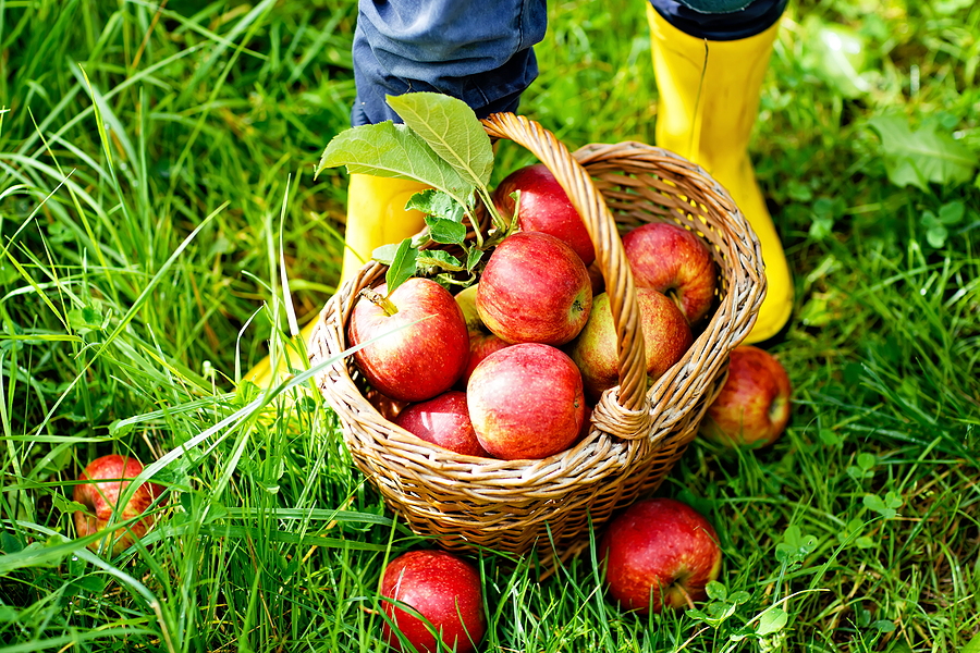 closeup of basket with red apples and rubber boots on little kid